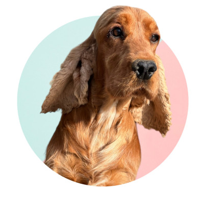 Étalon Cocker Spaniel Anglais - VENDETTA Des Hurlevents De Nuas