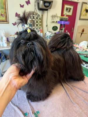 Étalon Shih Tzu - aphelia De Pepsie Pep's