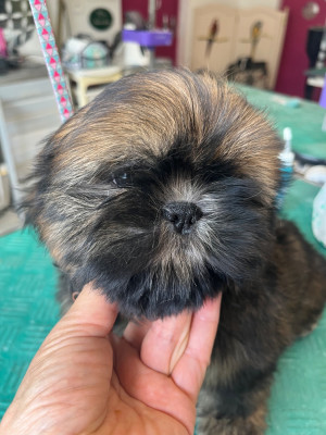 Étalon Shih Tzu - boheme De Pepsie Pep's
