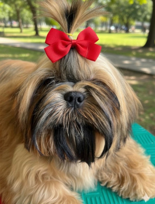 Étalon Shih Tzu - appy De Pepsie Pep's