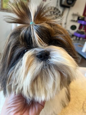 Étalon Shih Tzu - atomic flam De Pepsie Pep's
