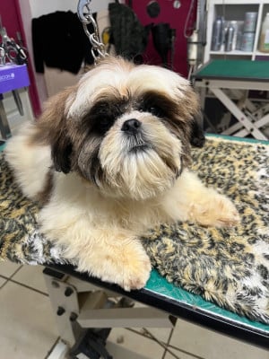 Étalon Shih Tzu - atoufeu touflam De Pepsie Pep's