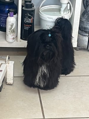 Étalon Shih Tzu - aredian De Pepsie Pep's