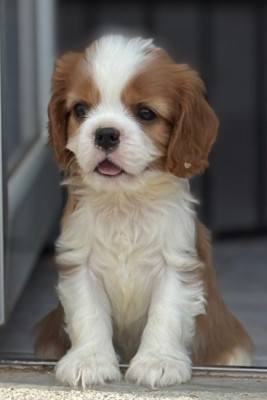 Étalon Cavalier King Charles Spaniel - Barbara streisand 