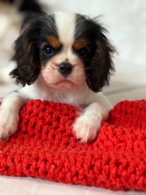 Étalon Cavalier King Charles Spaniel - Belle poupée 