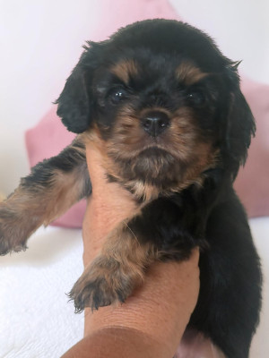 Étalon Cavalier King Charles Spaniel - Black Diamond 