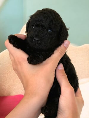 Étalon Caniche - Black pearl du mas de dixie 