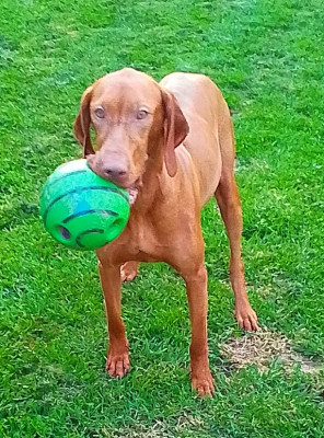 Étalon Braque hongrois à poil court (Vizsla) - Vadotche des bords du val d'Ancoeur