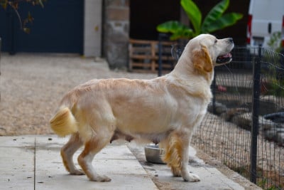 Étalon Golden Retriever - Wonder of Art Valley Sunday
