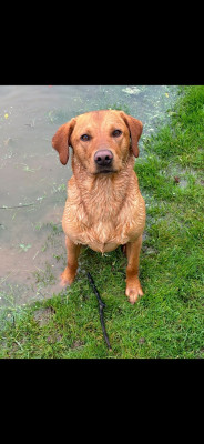 Étalon Labrador Retriever - master of water  Txango