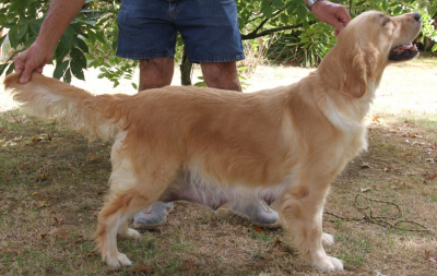 Étalon Golden Retriever - Patty Du plateau des abeilles