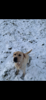 Étalon Labrador Retriever - TYA of Mayajoe's Dreams