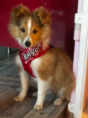Étalon Shetland Sheepdog - Bayla Fanelsky