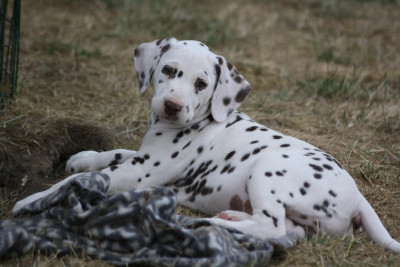 Étalon Dalmatien - Bright Like A Diamond De la Mare aux Buis 