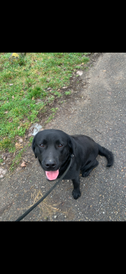 Étalon Labrador Retriever - VAYA Green Lake