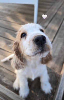 Étalon Cocker Spaniel Anglais - Blanche Du Bois d'Ully