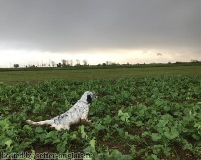Étalon Setter Anglais - Sheyenne du marais de la malvoisine