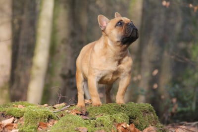 Olympus valahus kennel