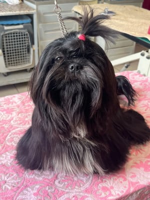 Étalon Shih Tzu - avalka De Pepsie Pep's