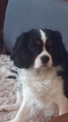 Étalon Cavalier King Charles Spaniel - Athéna des Jardins de Mezzavia