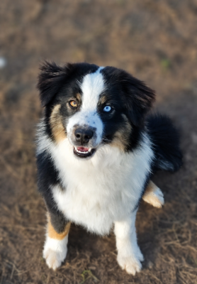 Étalon Berger Américain Miniature  - AMIGO des Chiens d'Angel