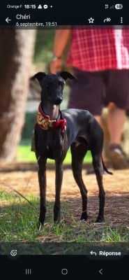 image de Apollon des gardiens de cote d argent