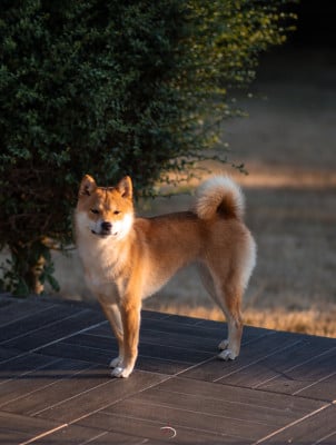 Étalon Shiba - Something Paint Aska