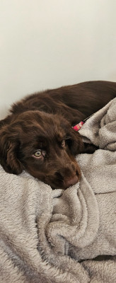 Étalon Cocker Spaniel Anglais - Bébé camille brumes de broceliande