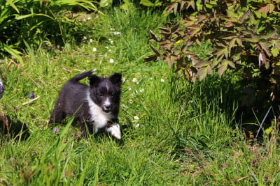 Étalon Shetland Sheepdog - BAÏKALE Des Monts D'Alavardi