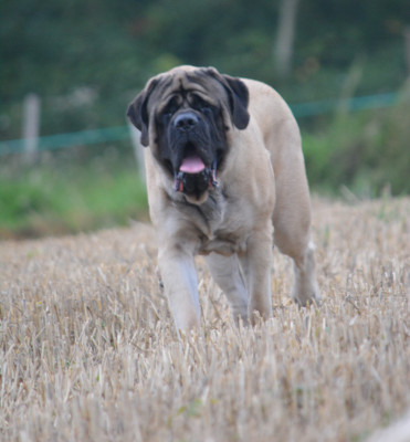 Étalon Mastiff - UMBRO KING De Bel'eva