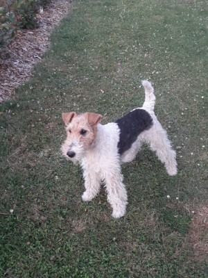 Étalon Fox Terrier Poil Dur - Neptune du Beauséjour 