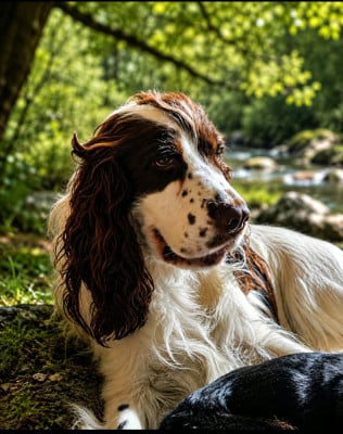 Étalon Cocker Spaniel Anglais - Adibou des Terres de la Gatine