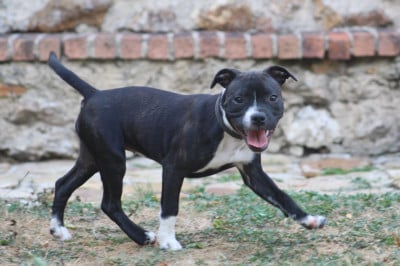 Étalon Staffordshire Bull Terrier - Banshee wicca moon Of The Guardian's Mind
