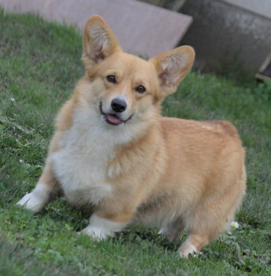 Étalon Welsh Corgi Pembroke - Night Keepish rannya ptashka