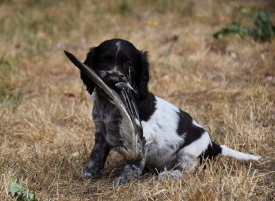 Étalon Chien d'Oysel allemand - Bremaille Des Marais de l'Essonne 