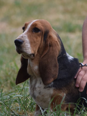 Étalon Basset Hound - VALDA des Cotes de la Saunade