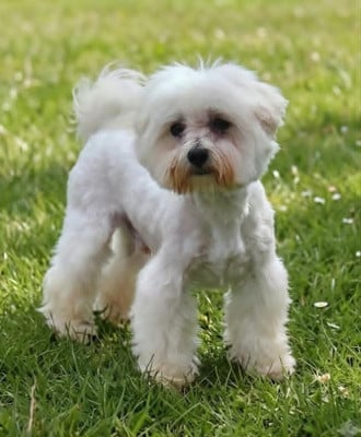 Étalon Bichon maltais - Venom de l'Angelarde