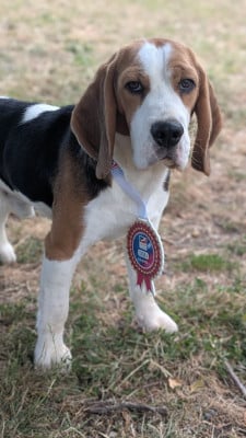 Étalon Beagle - Atlas De La Griffe D'Althédo