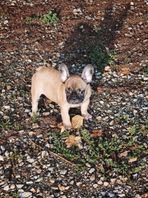 Étalon Bouledogue français - billy willy beau gosse des bouilles de la Garonne