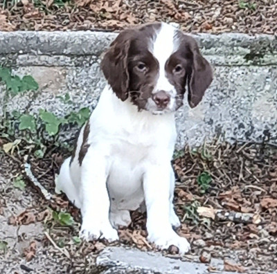 Étalon English Springer Spaniel - Bird 