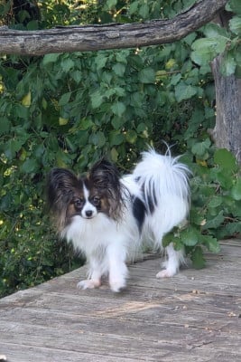 Étalon Epagneul nain Continental (Papillon) - Ulhya baby girl d'euskadi
