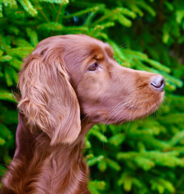 Étalon Setter irlandais rouge - CH. Orosheen Clan Uslay