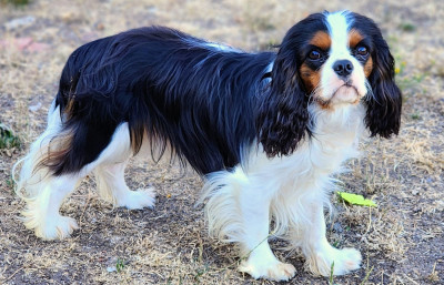 Étalon Cavalier King Charles Spaniel - Absolu allégoria De castel peyrac