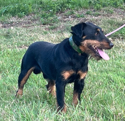 Étalon Terrier de chasse allemand - Frenchfox Unter