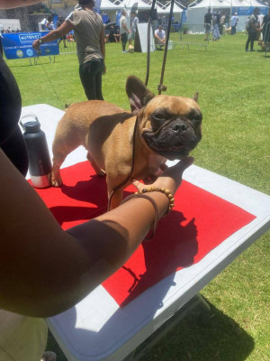 Étalon Bouledogue français - Usha de Run Bull