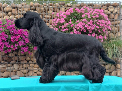 Étalon Cocker Spaniel Anglais - Alto des Fleurs de Garrigues