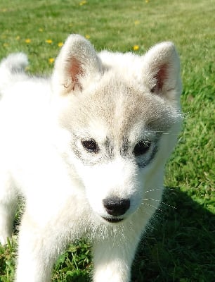 Les chiots de Siberian Husky