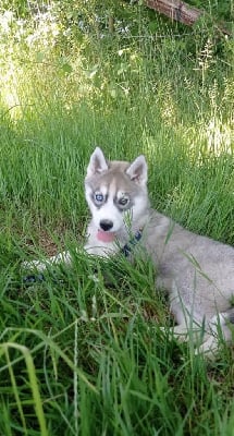 Les chiots de Siberian Husky