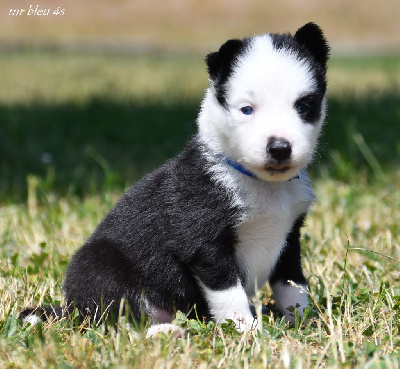 Laika de iakoutie
