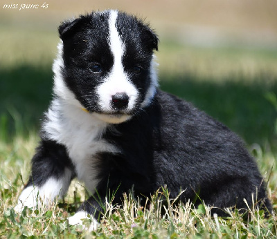 Les chiots de Laika de iakoutie
